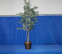 Ficus Tree